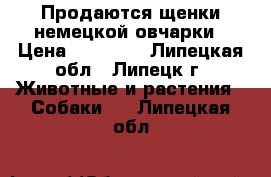 Продаются щенки немецкой овчарки › Цена ­ 10 000 - Липецкая обл., Липецк г. Животные и растения » Собаки   . Липецкая обл.